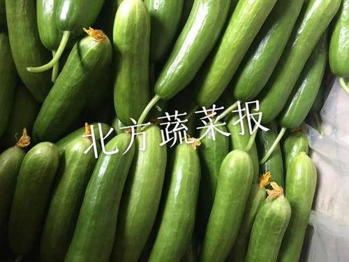 今日梢瓜价格最新行情,价格波动解析与市场趋势展望”