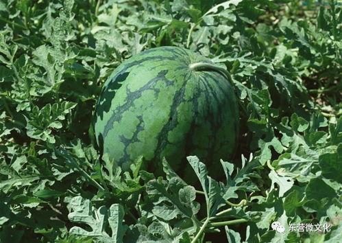 吃瓜爆料背景怎么弄出来,揭秘吃瓜爆料背后的真相与内幕