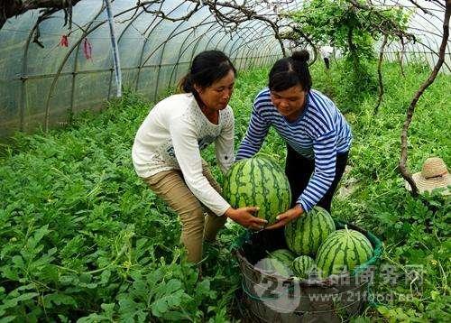 海南大棚的瓜今日行情,价格行情看涨