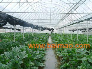 海南大棚的瓜今日行情,价格行情看涨