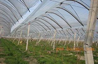 海南大棚的瓜今日行情,价格行情看涨