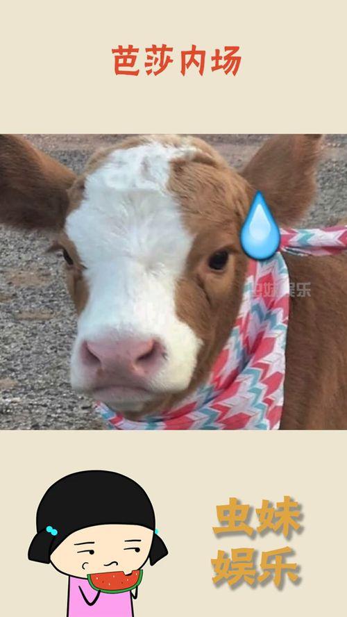 抖音吃瓜热门最新,揭秘娱乐圈最新八卦风云