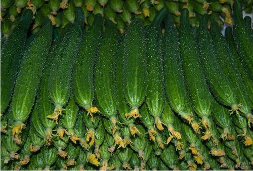 今日郑州茄瓜价格多少,市民关注菜篮子行情