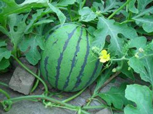 盐城瓜价最新行情今日,时令瓜果价格波动，新鲜上市抢购热潮