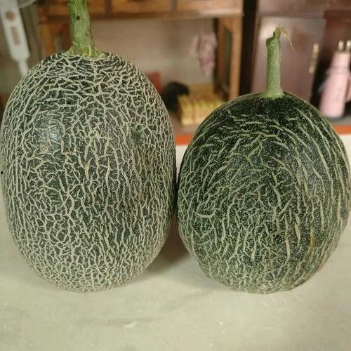 哈密瓜种子价格今日,今日哈密瓜种子价格行情解析