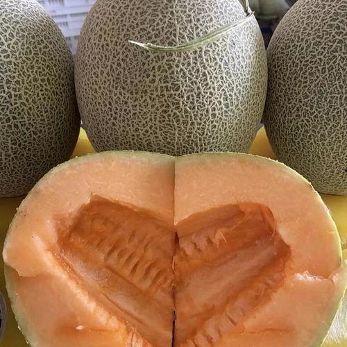 哈密瓜种子价格今日,今日哈密瓜种子价格行情解析