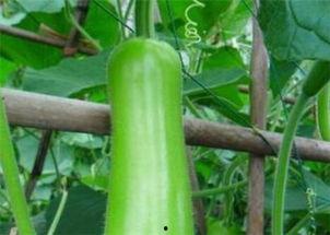 云南葫芦瓜价格今日价,市场行情实时解析