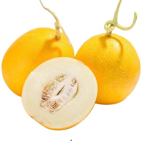 黄金香蜜瓜今日价格,品味甜蜜，尽享丰收时刻”