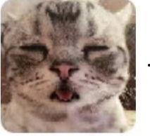 明星网红猫猫图片高清,高清猫咪图片集锦