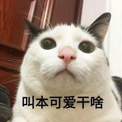 明星网红猫猫图片高清,高清猫咪图片集锦