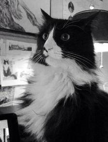 明星网红猫猫图片高清,高清猫咪图片集锦