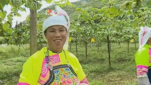 吊瓜今日报价,市场行情一览