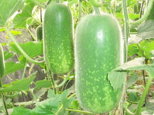 51热门大瓜爆料学校,校园风云录