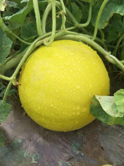 甘肃蜜瓜今日行情价格,甜蜜价格波动，市场供需动态解析