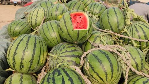 聊城什么瓜热门了,哪种瓜成为街头巷尾的新宠？