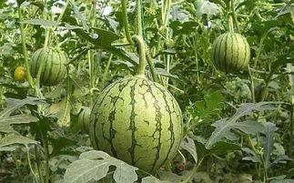 聊城什么瓜热门了,哪种瓜成为街头巷尾的新宠？