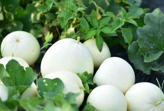 热门梨瓜,探寻夏日消暑佳品