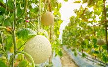 热门梨瓜,探寻夏日消暑佳品