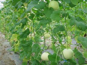 热门梨瓜,探寻夏日消暑佳品