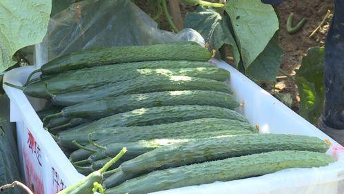 南充市吃瓜最新事件爆料,揭秘背后惊人真相