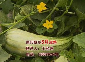 酥瓜今日价位行情最新,今日价格波动解析