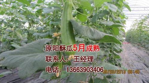 酥瓜今日价位行情最新,今日价格波动解析