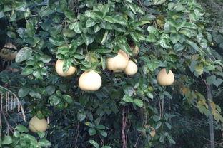 恩施热门大瓜,揭秘当地热门事件背后的真相