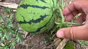 抖音瓜热门,揭秘热门事件背后的真相与争议