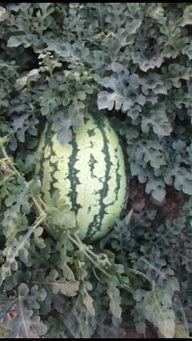 新疆硒砂瓜今日价格,品质之选，价格实况揭晓