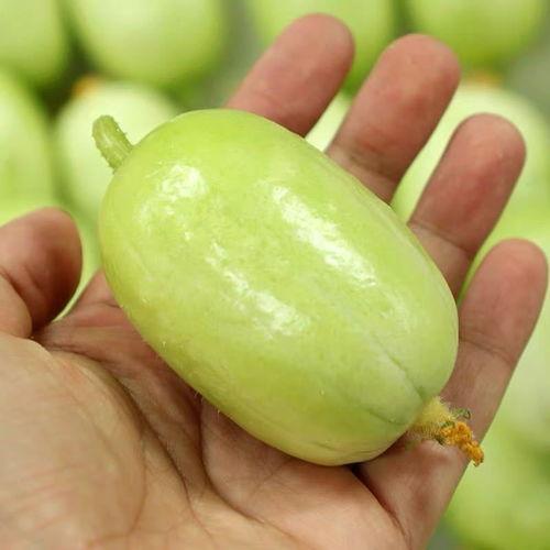 寿光小乳瓜今日价格,价格行情一览”