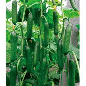 寿光小乳瓜今日价格,价格行情一览”