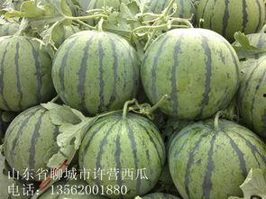 今日白瓜收购价,市场行情波动，价格涨跌不一