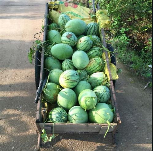 今日农村卖瓜视频下载,揭秘今日农村卖瓜视频背后的下载热潮
