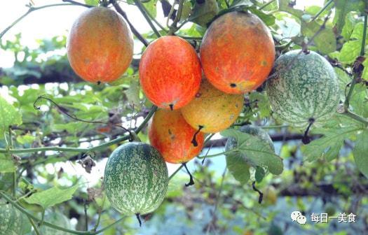 天仙市场吊瓜今日价格,今日天仙市场吊瓜价格行情一览