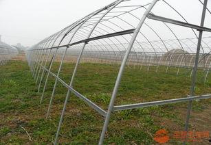 今日网纹瓜出棚价,市场行情一览