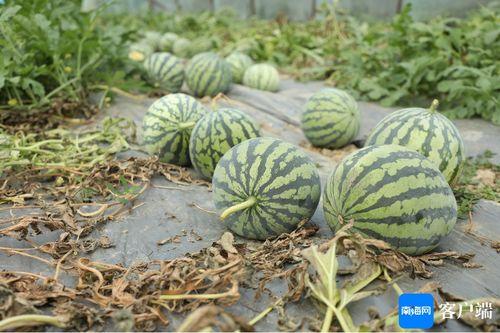 某音热门瓜,背后真相与网络舆论的较量