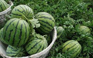 一手吃瓜爆料在哪看,一手吃瓜爆料，尽在XX平台