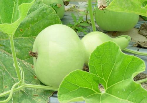 瓠瓜价格今日行情最新,今日行情解析与趋势预测”