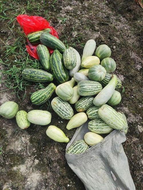 今日摘瓜什么价钱好吃,价格与口感双重考量，揭秘最佳购买指南