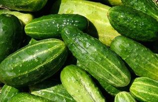 今日摘瓜什么价钱好吃,价格与口感双重考量，揭秘最佳购买指南