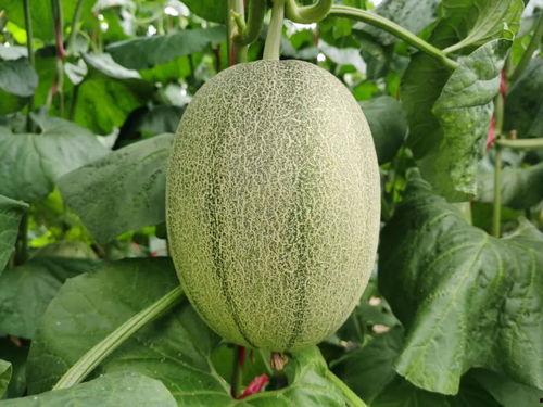 海沙蜜瓜今日价格