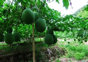 吊瓜热门,探寻神秘果实的传奇与魅力