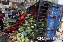 兰州瓜地今日新闻,瓜香四溢，硕果累累