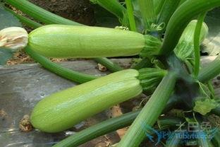 热门摘瓜音乐叫什么名字,旋律动人，夏日炎炎中的清凉之声