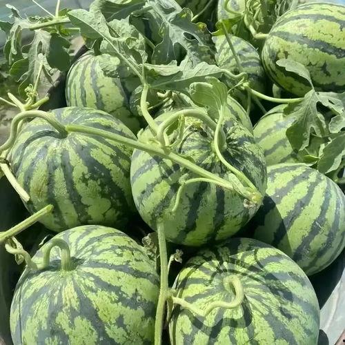 毛瓜价格今日最新行情,今日最新行情解析”