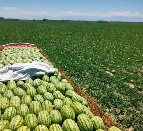 毛瓜价格今日最新行情,今日最新行情解析”