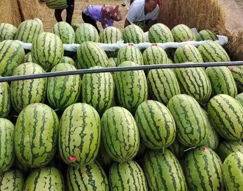 毛瓜价格今日最新行情,今日最新行情解析”