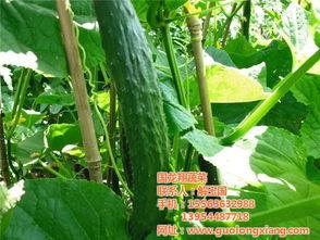 楚雄元谋今日小瓜价格,市场行情实时解析