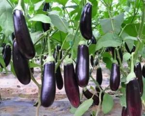 瓜茄今日价格表