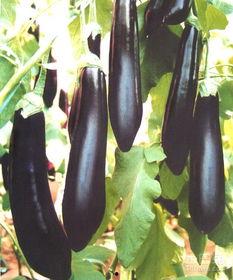 瓜茄今日价格表